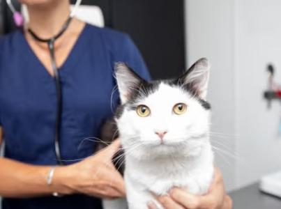 Veterinarian holding cat on exam table.